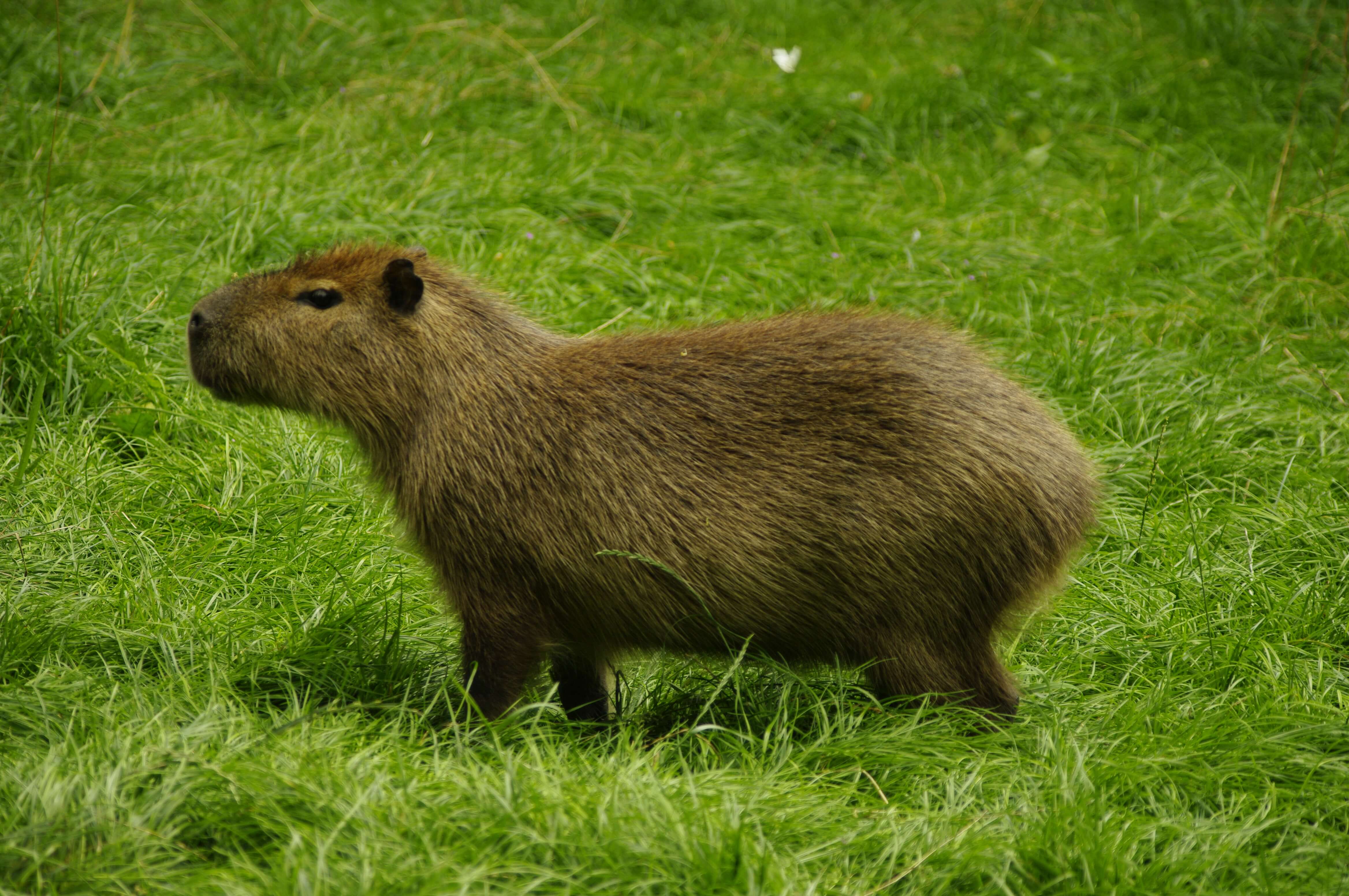 Eine weitere neue Tierart zieht im Tierpark Neumünster ein – die