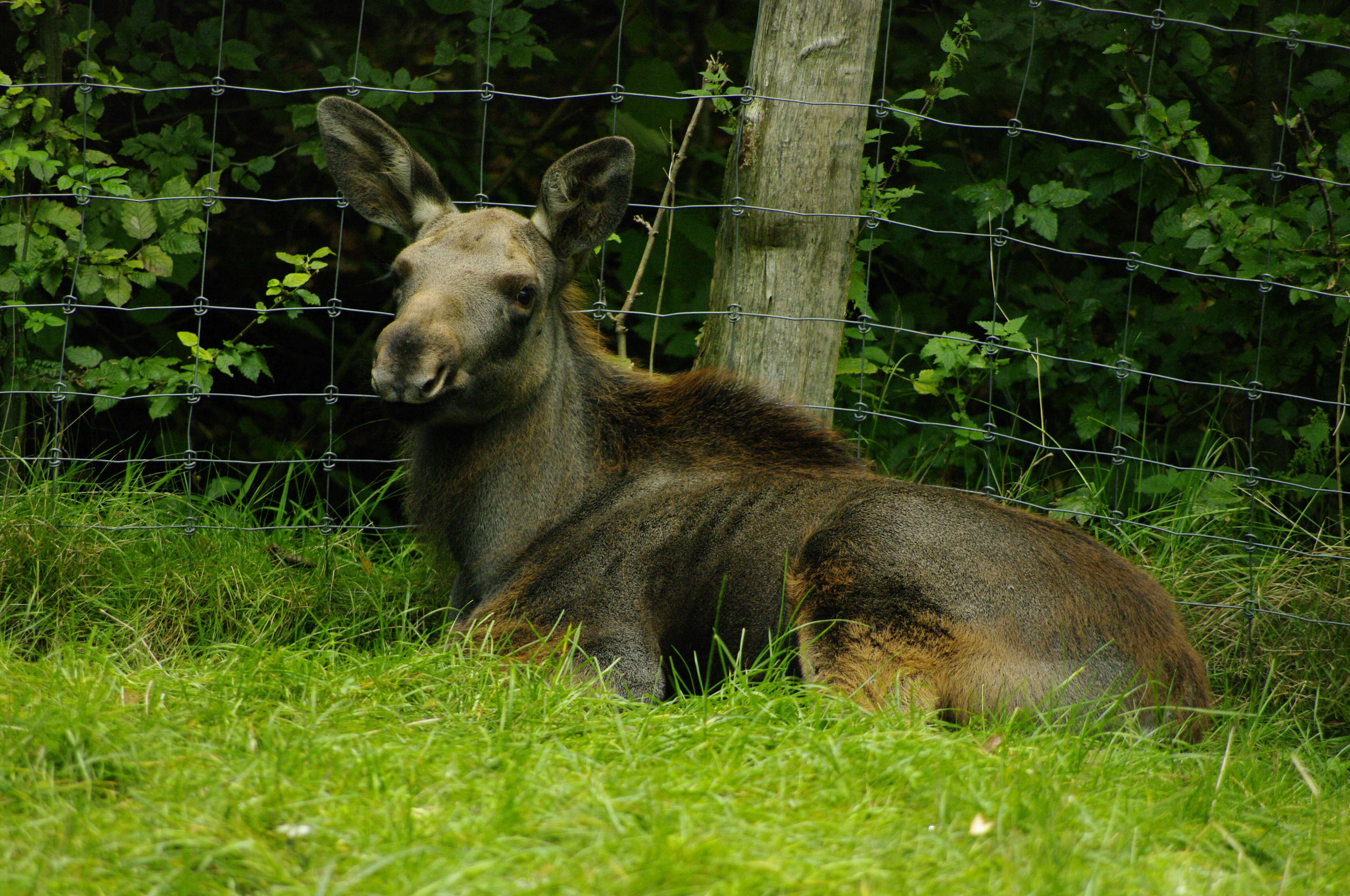 Der neue Geländeplan ist online! - Tierpark Neumünster